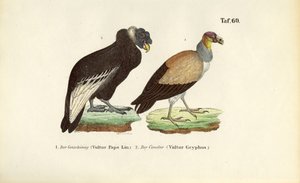  av J. W. Tenhaeff