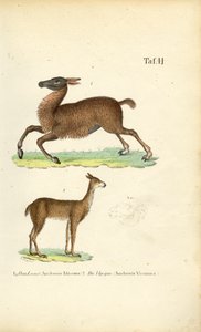  av J. W. Tenhaeff
