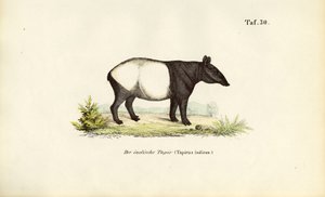 Malaysisk tapir av J. W. Tenhaeff