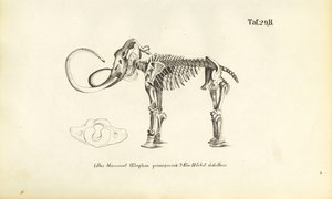  av J. W. Tenhaeff