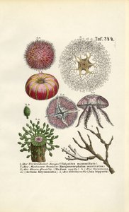  av J. W. Tenhaeff