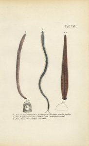  av J. W. Tenhaeff