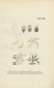  av J. W. Tenhaeff