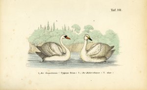  av J. W. Tenhaeff