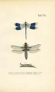  av J. W. Tenhaeff