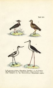 Nordlig vipe, steinspove, svartvingete avocet og svartvinget stylte av J. W. Tenhaeff