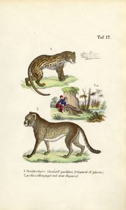  av J. W. Tenhaeff