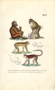 Gammeldagse aper: Orangutang, makak, ape og bavian av J. W. Tenhaeff