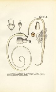  av J. W. Tenhaeff