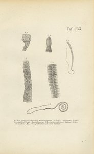  av J. W. Tenhaeff