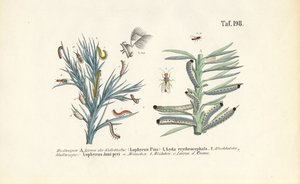  av J. W. Tenhaeff