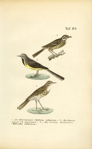  av J. W. Tenhaeff