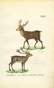 Hjort og reinsdyr av J. W. Tenhaeff