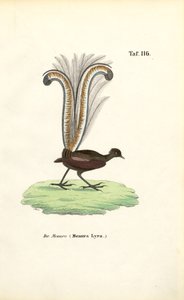  av J. W. Tenhaeff