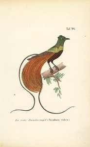  av J. W. Tenhaeff