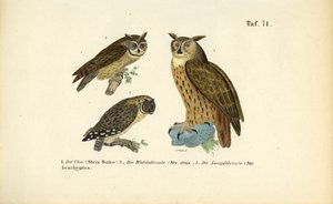 Tre uglearter med øredobber av J. W. Tenhaeff