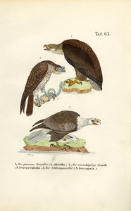  av J. W. Tenhaeff