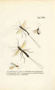  av J. W. Tenhaeff