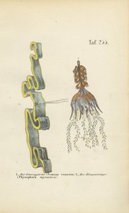  av J. W. Tenhaeff