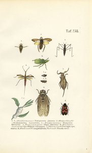 Vanninsekter og andre insekter av J. W. Tenhaeff