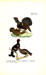 Vestlig capercaillie og orrfugl