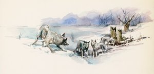 Ulveflokk, fra Call of Wild, eventyrroman av Jack London (1876-1916), tegning av Jack London