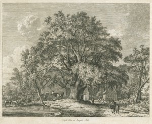 Blithfield - Wych Elm: etsning, 1825 av Jacob George Strutt