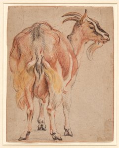 Geit, ca. 1657 (kritt og vask forhøyet med hvitt) av Jacob Jordaens