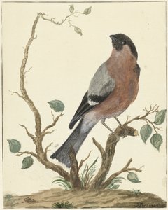 Bullfinch av Jacob Perkois