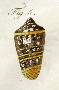 Illustrasjon av Conus Ammiralis (underart Summus), 1790 (håndfarget gravering)