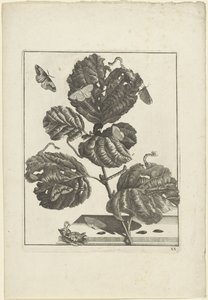 Ulike larver og sommerfugler på en plante av Jacob l