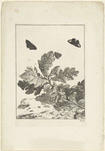 Flygende sommerfugler og andre insekter over en gren med blader av Jacob l