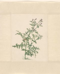 Blomstrende plante av Jacob van Eynden (II)