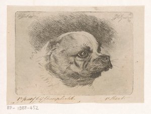 Hodet til en mops av Jacobus Cornelis Gaal