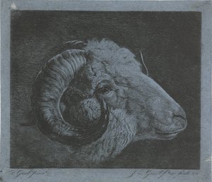 Hodet til en vær med horn buet til øyet av Jacobus Cornelis Gaal