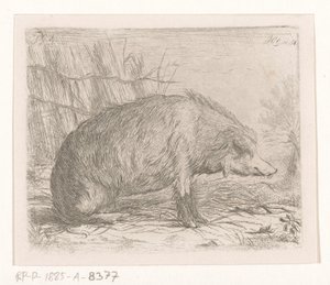 Sittende villsvin av Jacobus Cornelis Gaal