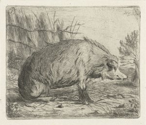 Sittende villsvin av Jacobus Cornelis Gaal