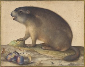 En murmeldyr med en gren av plommer av Jacopo Ligozzi