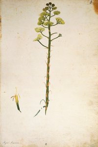 århundre planteblomst (Agave americana) av Jacopo Ligozzi