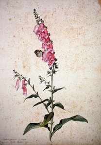 Herbarium: Digitalis purpurea med Papilio paphia