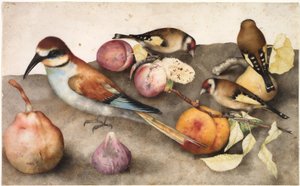 Stilleben med fugler og frukt, ca. 1650 (akvarell med grafitt, forsterket med blyhvit) av Jacopo Ligozzi