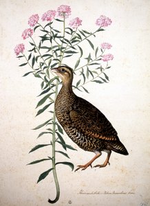 Ukjent bilde av Jacopo Ligozzi