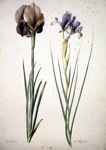 Ukjent bilde av Jacopo Ligozzi