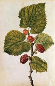 Mulberry: Morus Nigra, ca. 1568 (farge litho) av Jacques (1533-88) Le Moyne