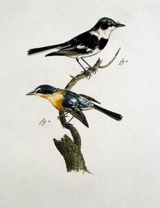 Hann og hunn av Pririt Batis (Batis pririt) av Jacques (after) Barraband