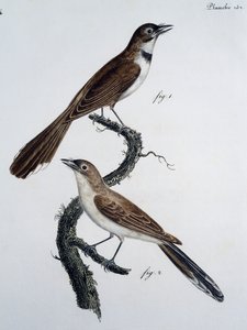 Hann og hunn av brillemonark (Monarcha trivirgata) av Jacques (after) Barraband