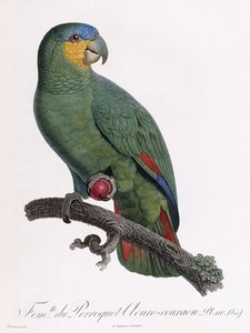 Hunn av Douro-Couraou-papegøyen