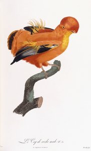 Mannlig Cock-of-the-rock