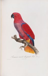 Premiere variete du Grand Lori, gravert av Langlois, ca. 1801-05