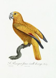Gul og rød papegøye, ca. 1801-05